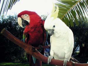 Happy Birds